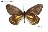 藏品(流星絹粉蝶)的圖片